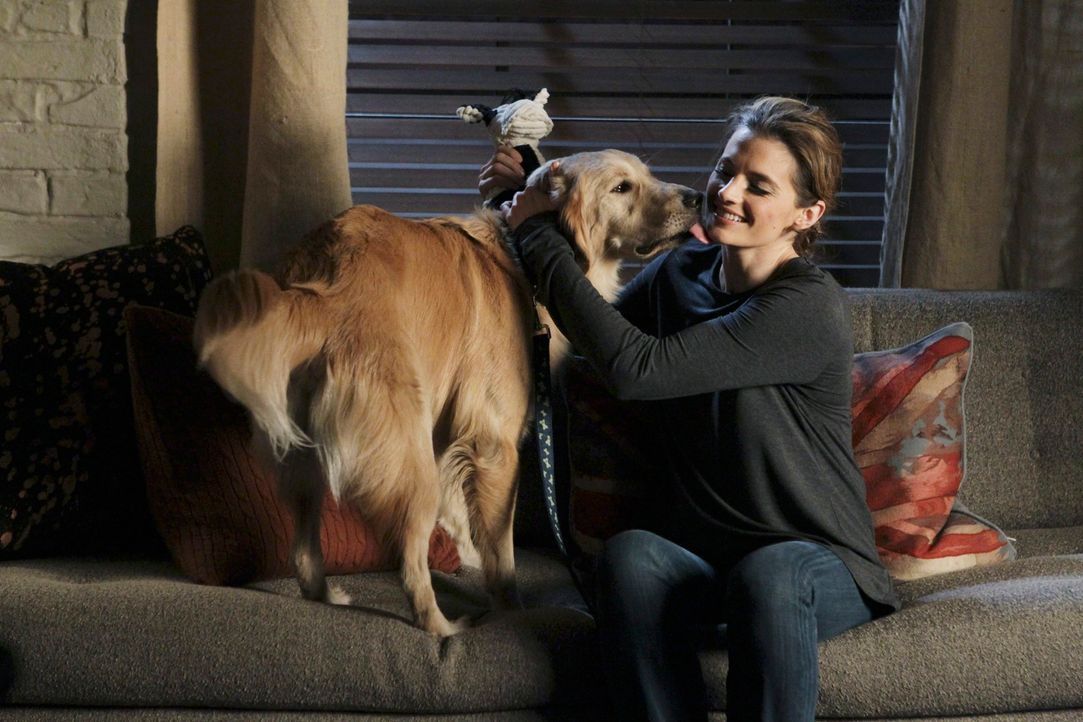 Kate Beckett (Stana Katic) hat den Retriever "Royal" sofort ins Herz geschlossen ... - Bildquelle: ABC Studios