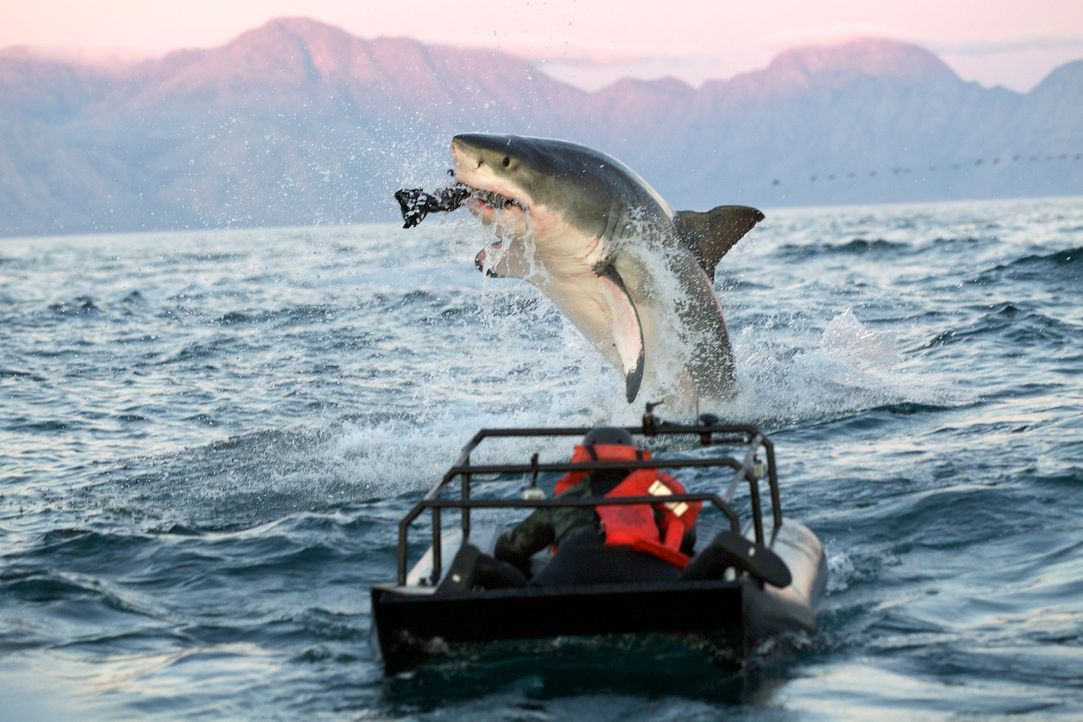 "Colossus" ist ein Riesenhai, mehr als vier Meter lang und 1,3 Tonnen schwer. Jeff Kurr ist dem Monsterhai, der in seinem Jagdrevier an der obersten... - Bildquelle: Chris Fallows Discovery Channel