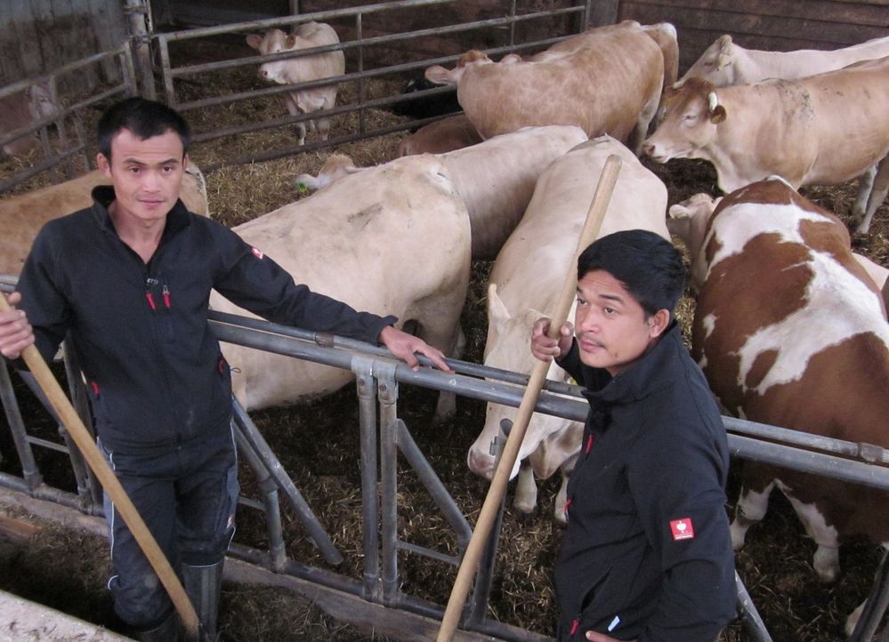 Die Brüder Noy (l.) und Kitt (r.) versorgen die Kühe auf dem Hof fast 9000 km fernab ihrer Heimat Chang Rai im Norden Thailands. - Bildquelle: kabel eins