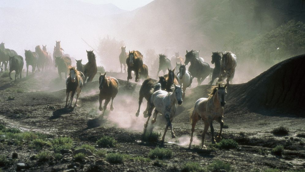 All die schönen Pferde - Bildquelle: Sony Pictures Entertainment