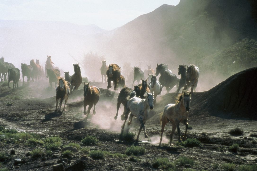 All die schönen Pferde ... - Bildquelle: Sony Pictures Entertainment