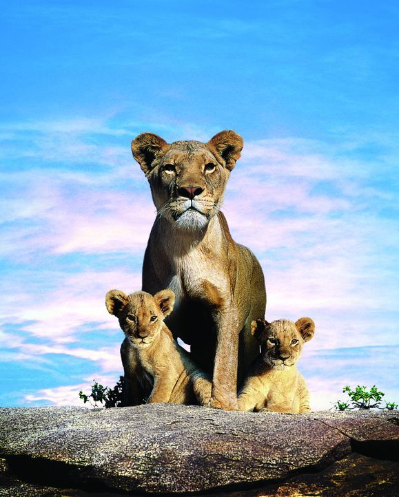 Unter den wachsamen Augen ihrer Mutter Macheeba (M.) wachsen die beiden Löwenkinder Suki (l.) und Linus (r.) an dem Ufer eines Flusses in der afrik... - Bildquelle: John Downer BBC 2004