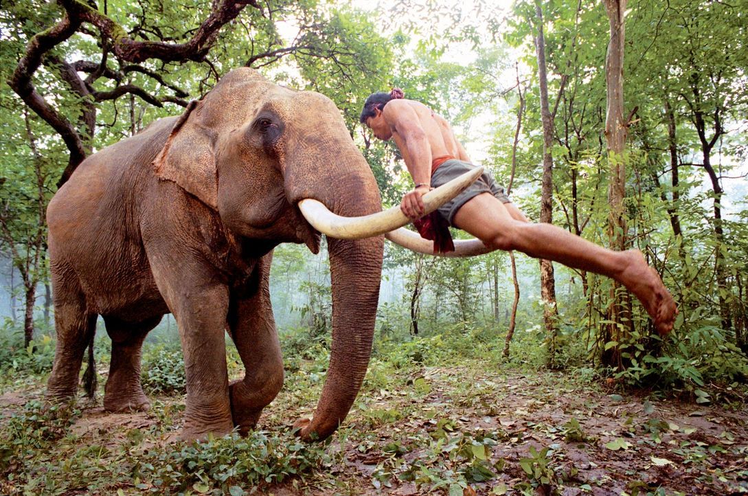 Für Kham (Tony Jaa) sind die Elefanten in seinem Dorf mehr als nur Spielgefährten. Klar, dass er alles daran setzt, seine "Freunde" aus der Hand der... - Bildquelle: e-m-s the DVD-Company