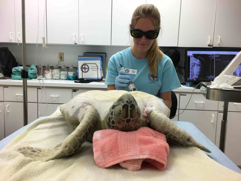 Tamme und Lehrling Anton besuchen das Turtle Hospital, das einzige Krankenhaus für Meeresschildkröten weltweit ... - Bildquelle: kabel eins