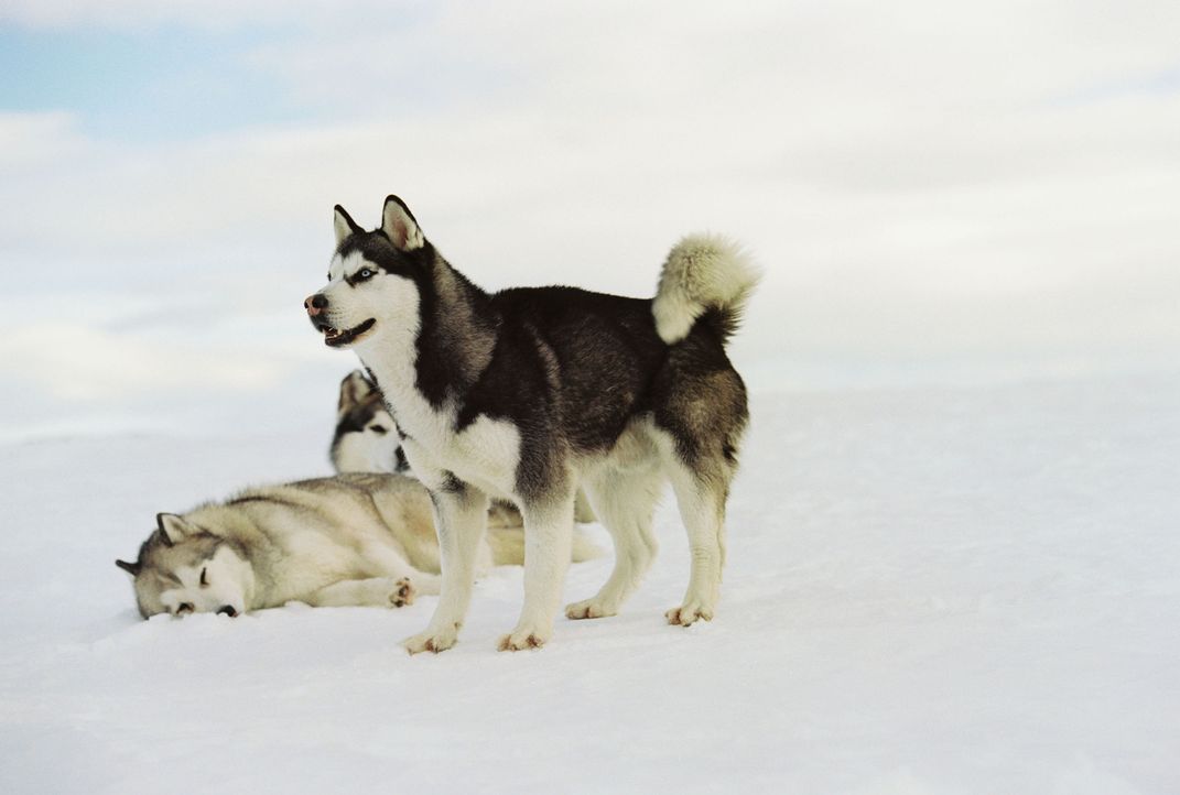 Ganz auf sich allein gestellt, beginnt im ewigen Eis der Antarktis für die Hunde ein verzweifelter Überlebenskampf ... - Bildquelle: Chris Large Walt Disney Pictures. All rights reserved.