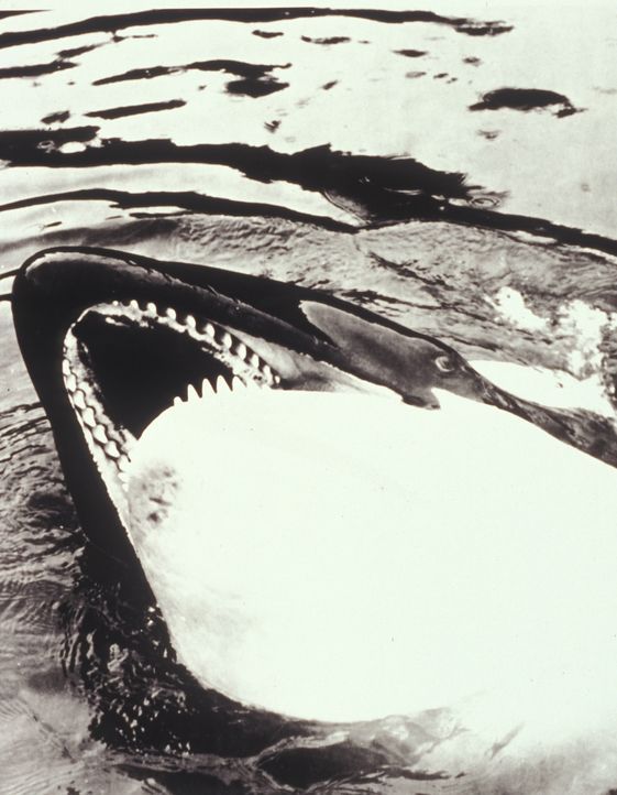 Angriffslustige Haie und Wale rächen sich grausam an Tierquälern ...