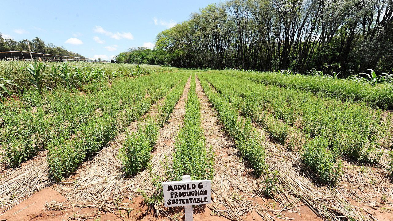 Stevia-Plantage - Bildquelle: AFP