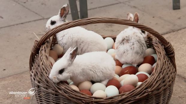 Abenteuer Leben - Abenteuer Leben - Sonntag: Alle Jahre Wieder Kommt Der Osterhase