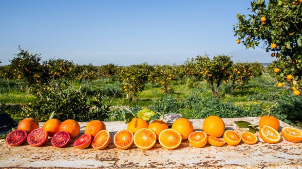 Abenteuer Leben - Abenteuer Leben - Donnerstag: Blutorange In Gefahr - Zu Wenig Kälte In Der Nacht