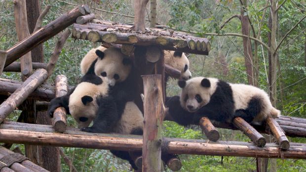 Abenteuer Leben - Abenteuer Leben - Mittwoch: Kuschelalarm: Panda-zuchtstation Chengdu