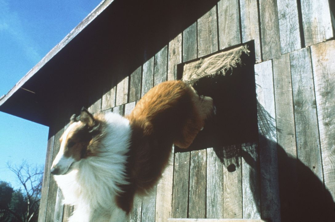 Weil einem unliebsamen Nachbarn die Schafzucht der Turners ein Dorn im Auge ist, muss Lassie tapfer ihre Familie gegen diesen Fiesling verteidigen ... - Bildquelle: Paramount Pictures