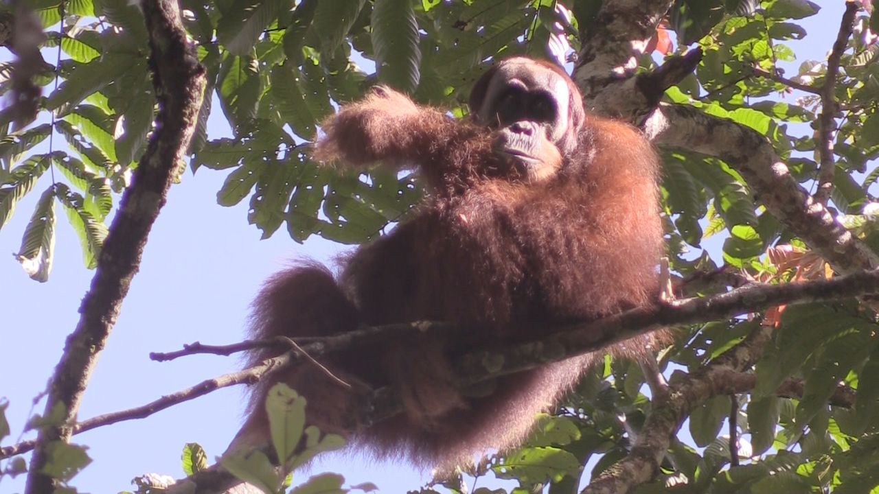 Sumatra 4 - Bildquelle: kabel eins