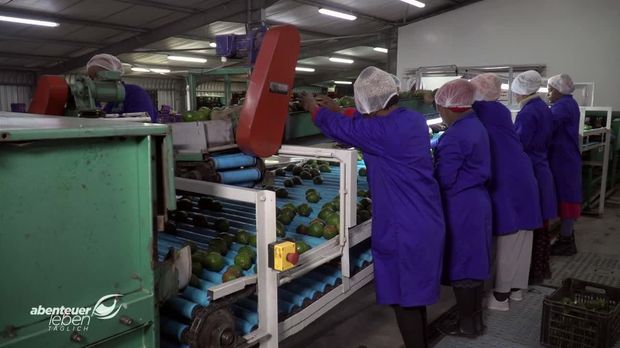 Abenteuer Leben - Abenteuer Leben - Freitag: Die Herkunft Der Superfrucht: Avocado