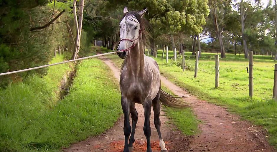 Preview Tamme Und Der Wilde Hengst Aus Ecuador Tamme Hanken