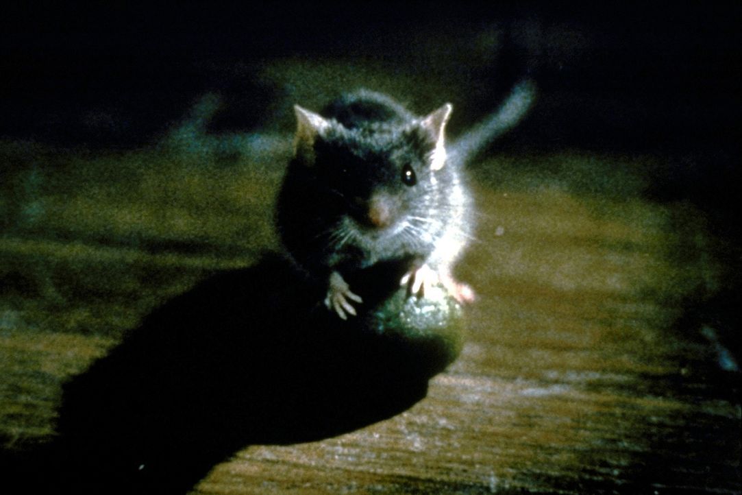 Eine kleine graue Maus wehrt sich gegen den Abriss ihrer Unterkunft. Und ihr Widerstand ist stärker als erwartet ... - Bildquelle: TM+  1997 DreamWorks LLC. All Rights Reserved.