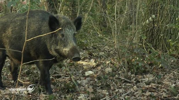 Jagd Auf Wildschweine Im Jahr 2020 | Abenteuer Leben Täglich