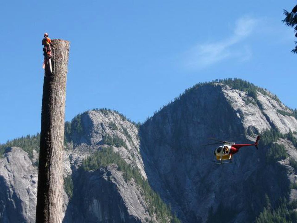 Die Holzfäller erklimmen mit Gurt und Steigeisen die bis zu 60 Meter hohen Bäume und kappen gewaltige Äste und Kronen in schwindelerregenden Höh... - Bildquelle: kabel eins