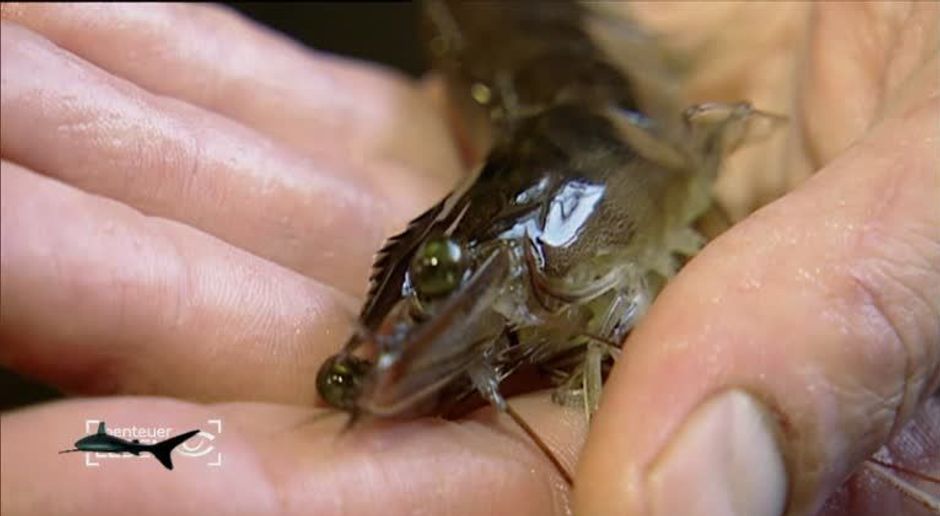 Abenteuer Leben Video Bio Shrimps Vom Bauernhof Teil 1