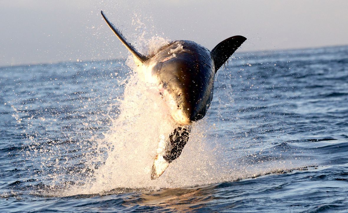 Dokumentarfilmer Jeff Kurr gelangen einzigartige Aufnahmen von "Colossus", einem Riesenhai, der in den Gewässern vor der Küste Südafrikas lebt, über... - Bildquelle: Chris Fallows Discovery Channel