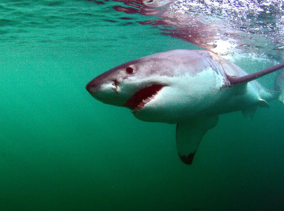 Hai-Taucher Mike Rutzen hat über 100 Tauchgänge mit dem als gefährlich verrufenen Weißen Hai gemacht. Zwar ist ihm selbst nie etwas passiert, doch e... - Bildquelle: Morne Hardenberg MORNE HARDENBERG