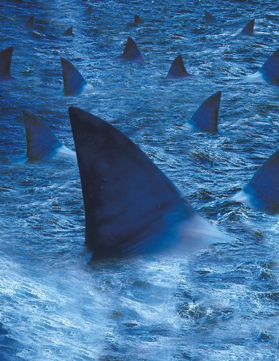 Raging Sharks - Artwork - Bildquelle: 2004 Sharky Productions A.V.V.  All Rights Reserved.