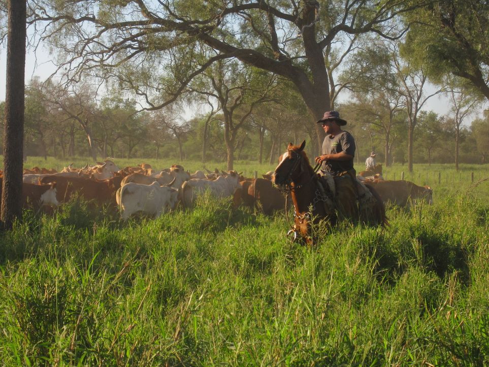 Die ungewöhnliche Reportage über einen deutschen Rinderzüchter in Paraguay. - Bildquelle: kabel eins