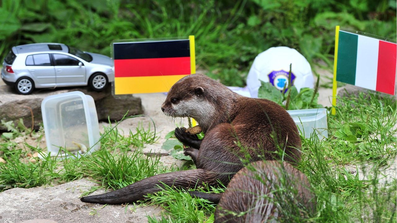 Otterdame_Ferret