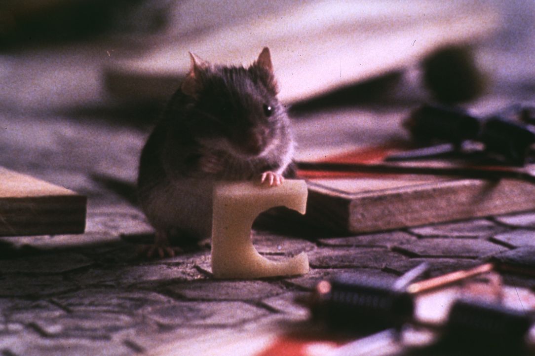 Mit findigem Einfallsreichtum verteidigt eine kleine Maus ihr lebenslanges Wohnrecht in einem alten Anwesen ... - Bildquelle: TM+  1997 DreamWorks LLC. All Rights Reserved.