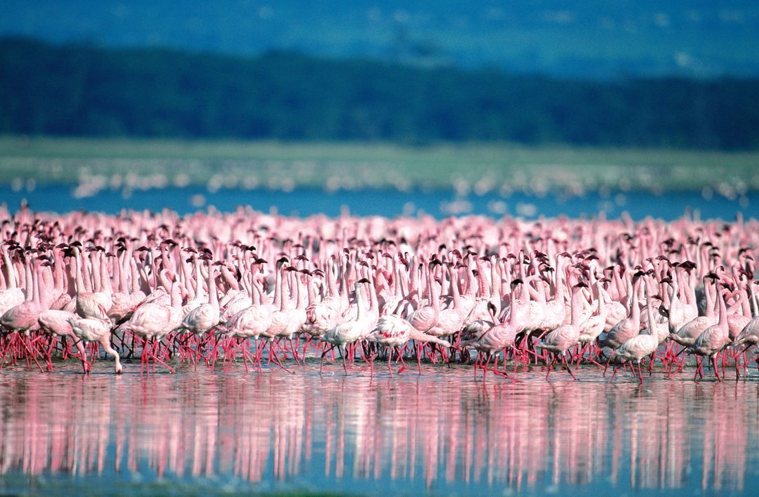 Jedes Jahr aufs Neue kommen Flamingos in Scharen zum Natronsee in Tansania, um sich zu paaren und ihre Jungen großzuziehen ... - Bildquelle: Disney Enterprises, Inc.  All rights reserved.