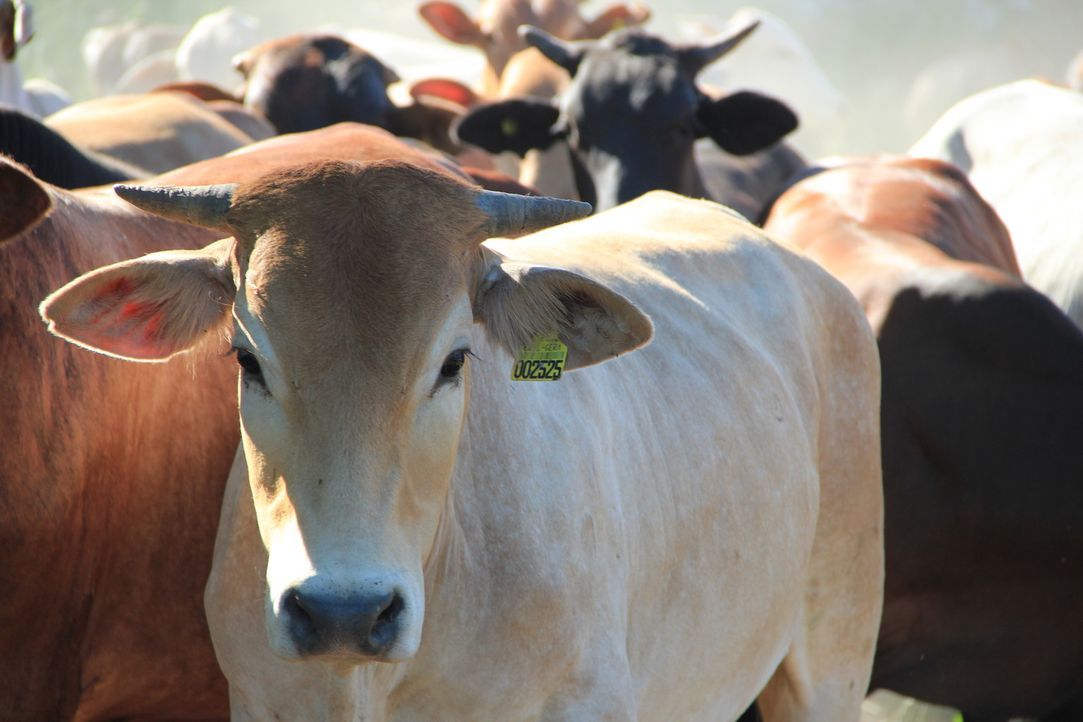 El Patrón und Großgrundbesitzer Don Manfredo wittert das große Geschäft: Rindfleisch für die EU und Deutschland in Paraguay zu produzieren. Ein... - Bildquelle: kabel eins
