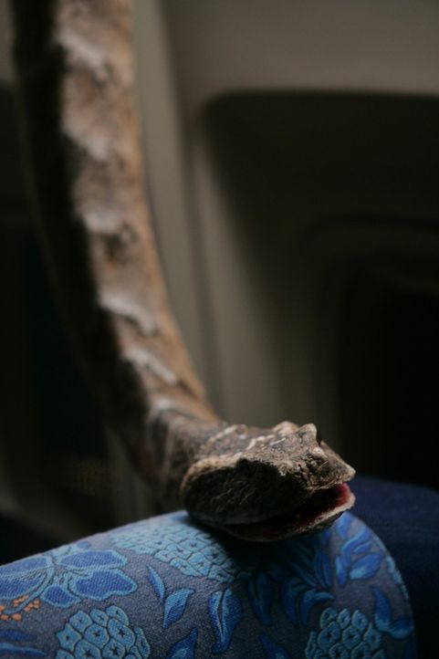 Der nackte Horror: Schlangen fallen von der Decke einer Passagiermaschine - unter den Fluggästen bricht Panik aus ... - Bildquelle: Warner Brothers