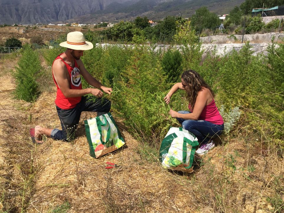 Alle Hände voll zu tun: Selbst Curro Cachineros (l.) Freundin (r.) packt bei der Ernte mit an, damit das Unternehmen ein Erfolg wird. - Bildquelle: kabel eins