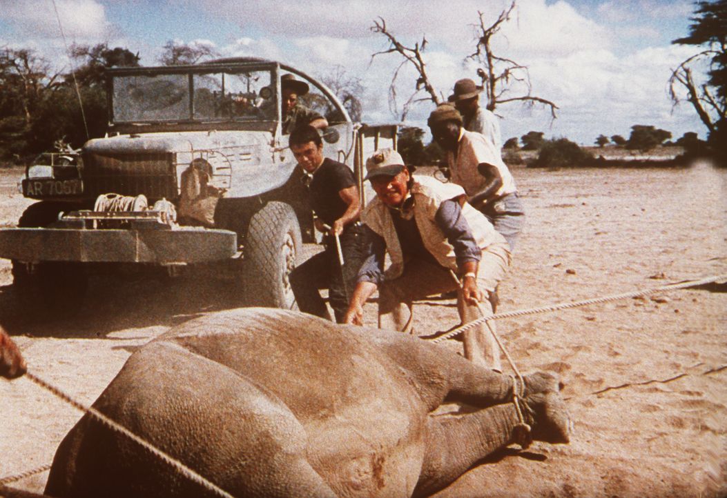 Der Großwildjäger Sean (John Wayne, 2.v.l.) hat zusammen mit seinen Kollegen der Großtier-Fangstation von Tanganjika ein Elefantenbaby eingefange... - Bildquelle: Paramount Pictures