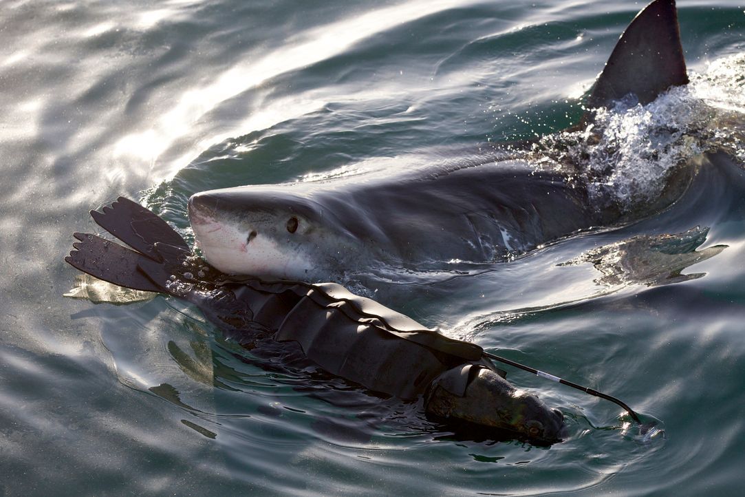 Die Gewässer rund um Seal Island vor der Küste Südafrikas sind das Jagdrevier von "Colossus", dem Riesenhai, der an der obersten Stelle der Nahrungs... - Bildquelle: Chris Fallows Discovery Channel