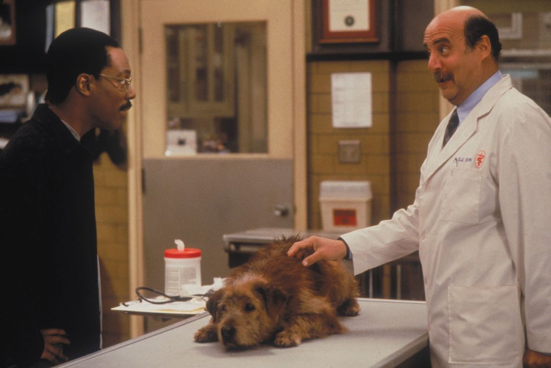 Dr. Dolittle (Eddie Murphy, l.) muss mit seinem Hund Lucky selbst zum Tierarzt und legt das Schicksal seines besten Freundes in die Hände von Dr. Fi... - Bildquelle: 1998 Twentieth Century Fox Film Corporation. All rights reserved.