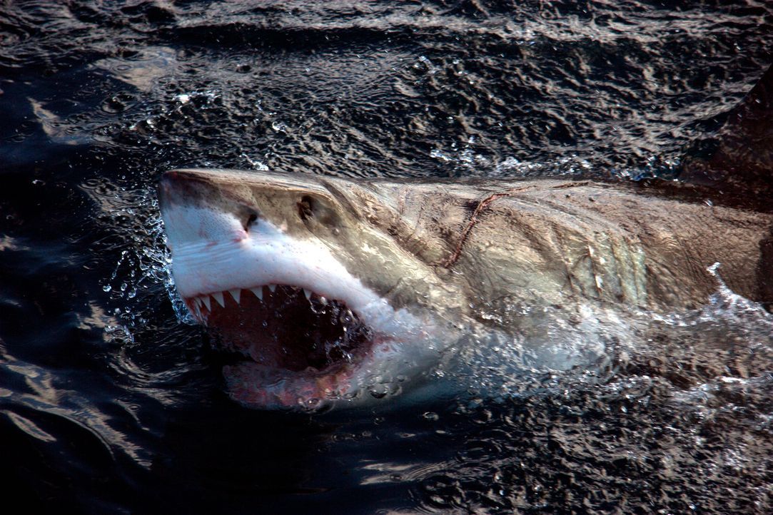 Hai-Taucher Mike Rutzen hat über 100 Tauchgänge mit dem als gefährlich verrufenen Weißen Hai gemacht. Zwar ist ihm selbst nie etwas passiert, doch e... - Bildquelle: Morne Hardenberg MORNE HARDENBERG