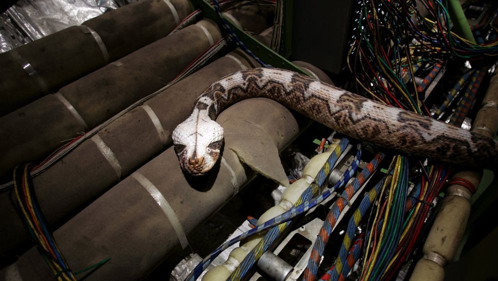 Snakes on a Plane - Bildquelle: Warner Brothers
