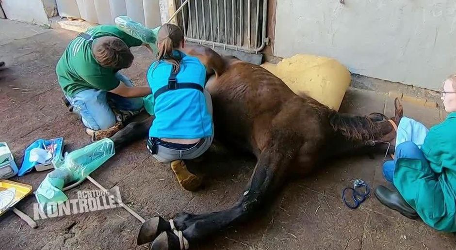 Pferd Muss Kastriert Werden Landtierarzt Wagner