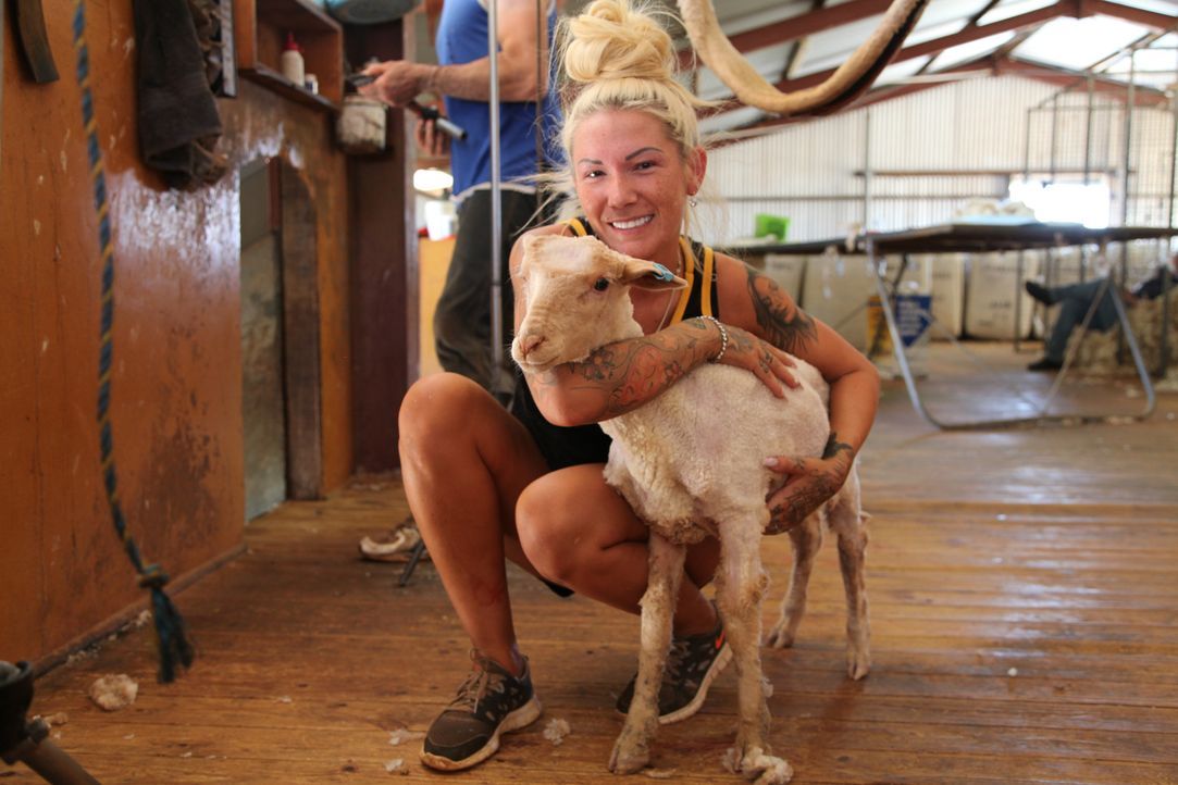 Bei 40 Grad, Insekten und Gestank, verdient sich Erotiksternchen Mareike beim Schafe scheren im Outback Australiens ihr Geld ... - Bildquelle: kabel eins
