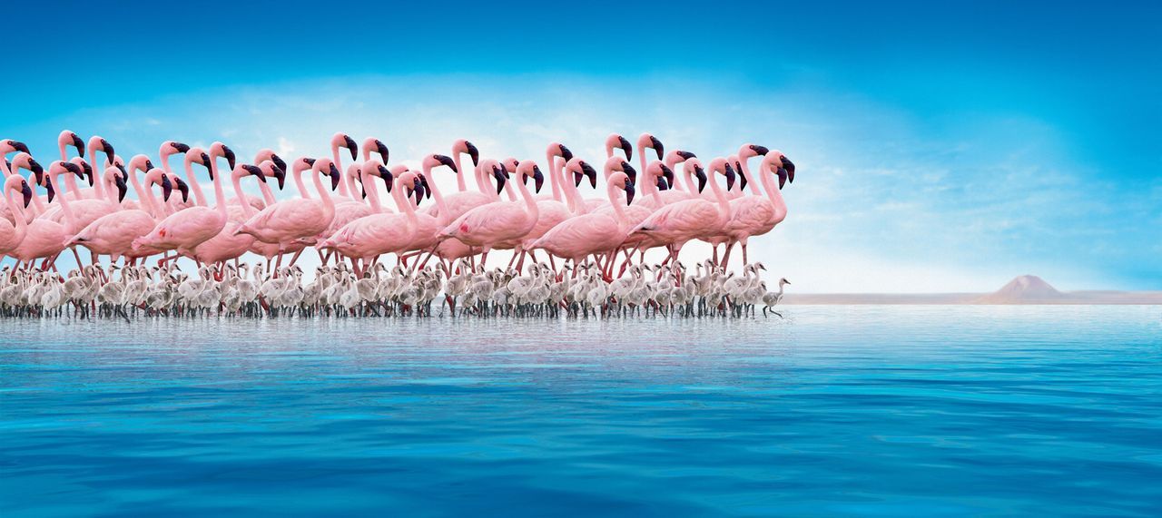 Am Ufer des entlegenen Natronsees im Norden Tansanias lebt eine gigantische Kolonie von über 1,5 Millionen Flamingos. Inmitten dieser erbarmungslose... - Bildquelle: Disney Enterprises, Inc.  All rights reserved.