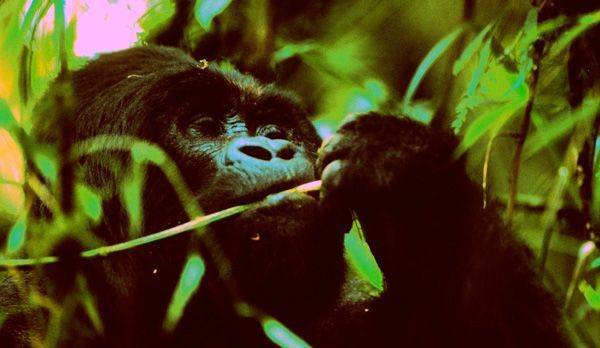 Gorilla Männchen - Bildquelle: Richard Gress