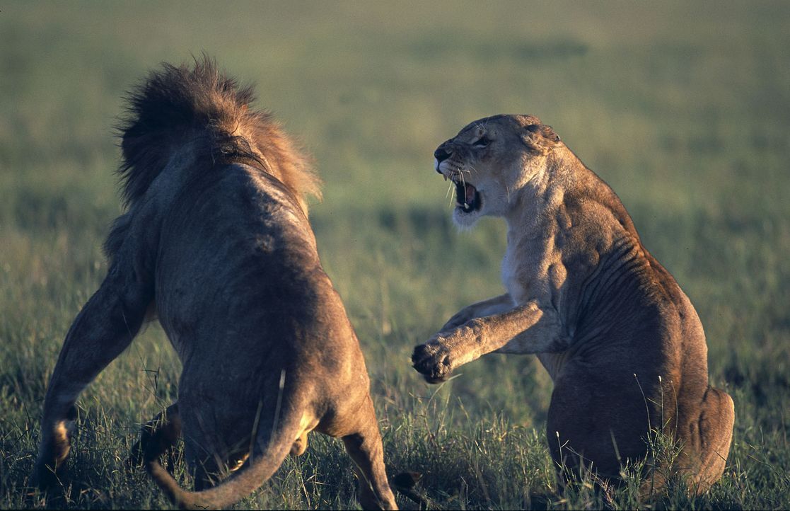Eines Tages brechen Löwen eines feindlichen Rudels in die Idylle ein. Die selbstbewusste Suki (r.) startet sofort einen Gegenangriff und es gelingt... - Bildquelle: John Downer John Downer Productions Ltd