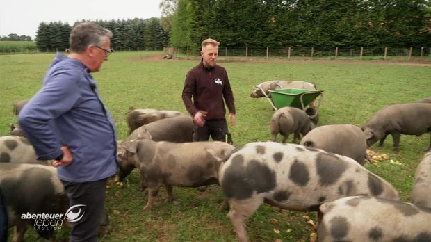 Abenteuer Leben - Abenteuer Leben - Montag: Machen Verwöhnte Schweine Ein Besonders Gutes Steak?