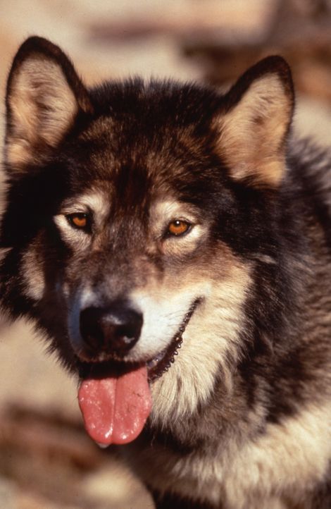 Wolfsblut ist ein zahmer Wolf mit Löwenmut ... - Bildquelle: The Walt Disney Company.