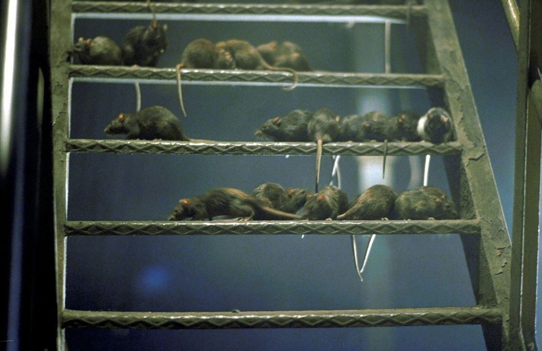 Im 14. Jahrhundert starben in Europa 25 Millionen Menschen an Pest. Ratten, die in Schiffsladeräumen vom Schwarzen Meer nach Genua gekommen waren,... - Bildquelle: Jiri Hanzl ProSieben