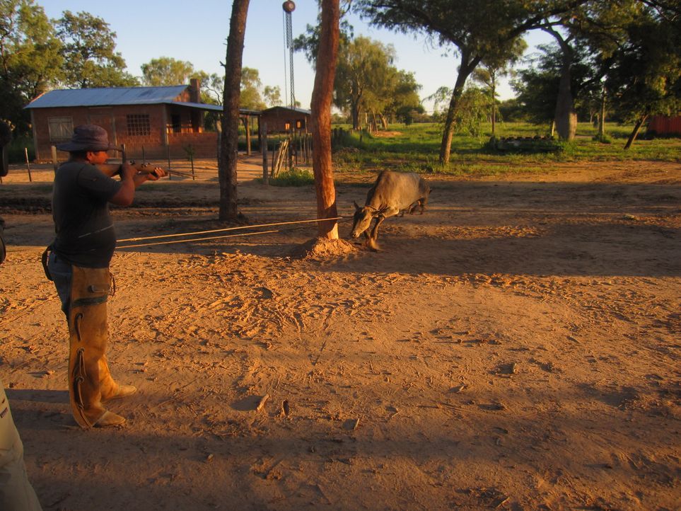 Die ungewöhnliche Reportage über einen deutschen Rinderzüchter in Paraguay. - Bildquelle: kabel eins