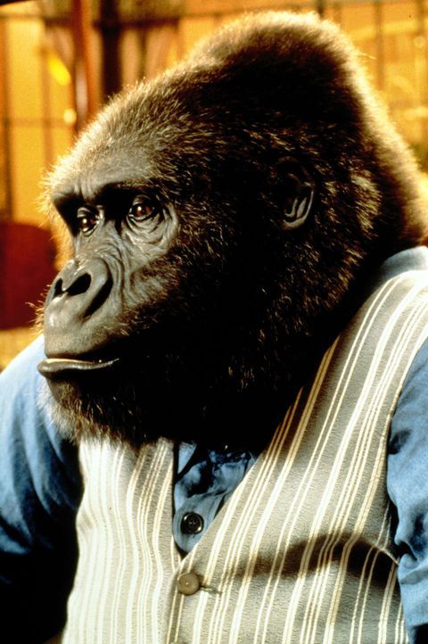 In nur wenigen Monaten wird aus dem Affenbaby ein ausgewachsener, zentnerschwerer Gorilla ... - Bildquelle: Columbia Pictures