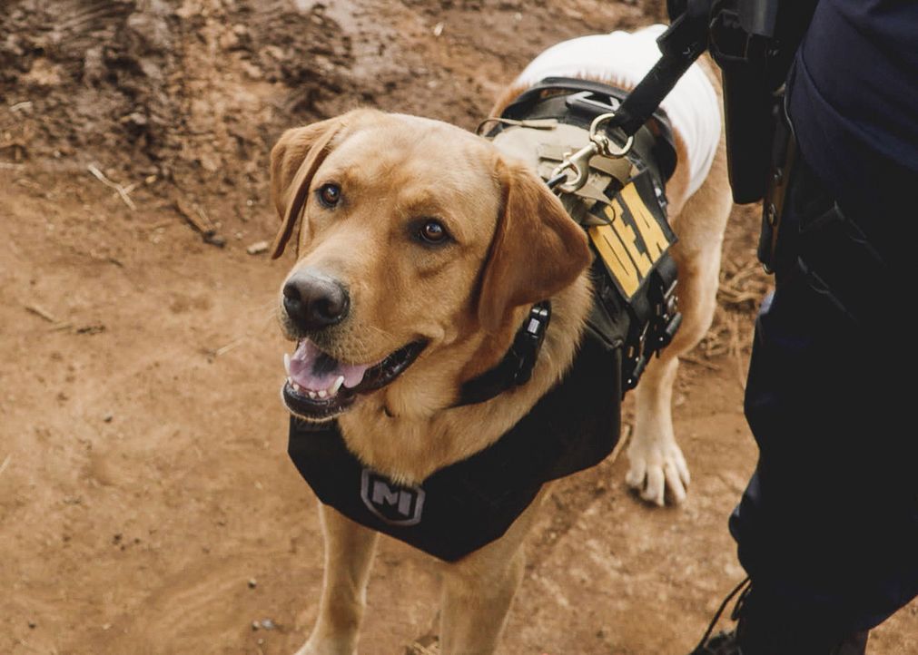 Das Five-0 Team arbeitet mit einem verletzten Polizeihund, der der einzige Zeuge einer in einen Hinterhalt geratenen Drogenrazzia ist. - Bildquelle: 2017 CBS Broadcasting Inc. All Rights Reserved.