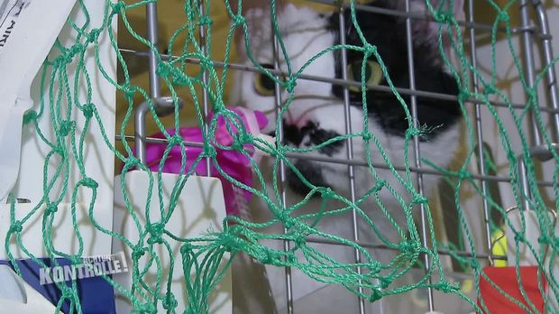 Achtung Kontrolle - Achtung Kontrolle! - Thema U.a.: Flughafen Frankfurt - Mann Reist Mit Zwei Katzen Aus Südkorea Ein