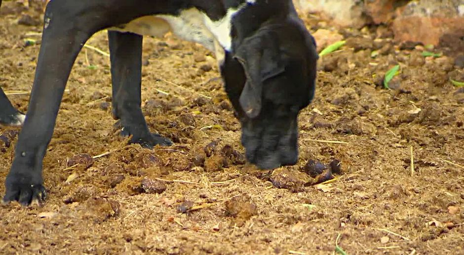 Blättermagen Hund Tamme Hanken